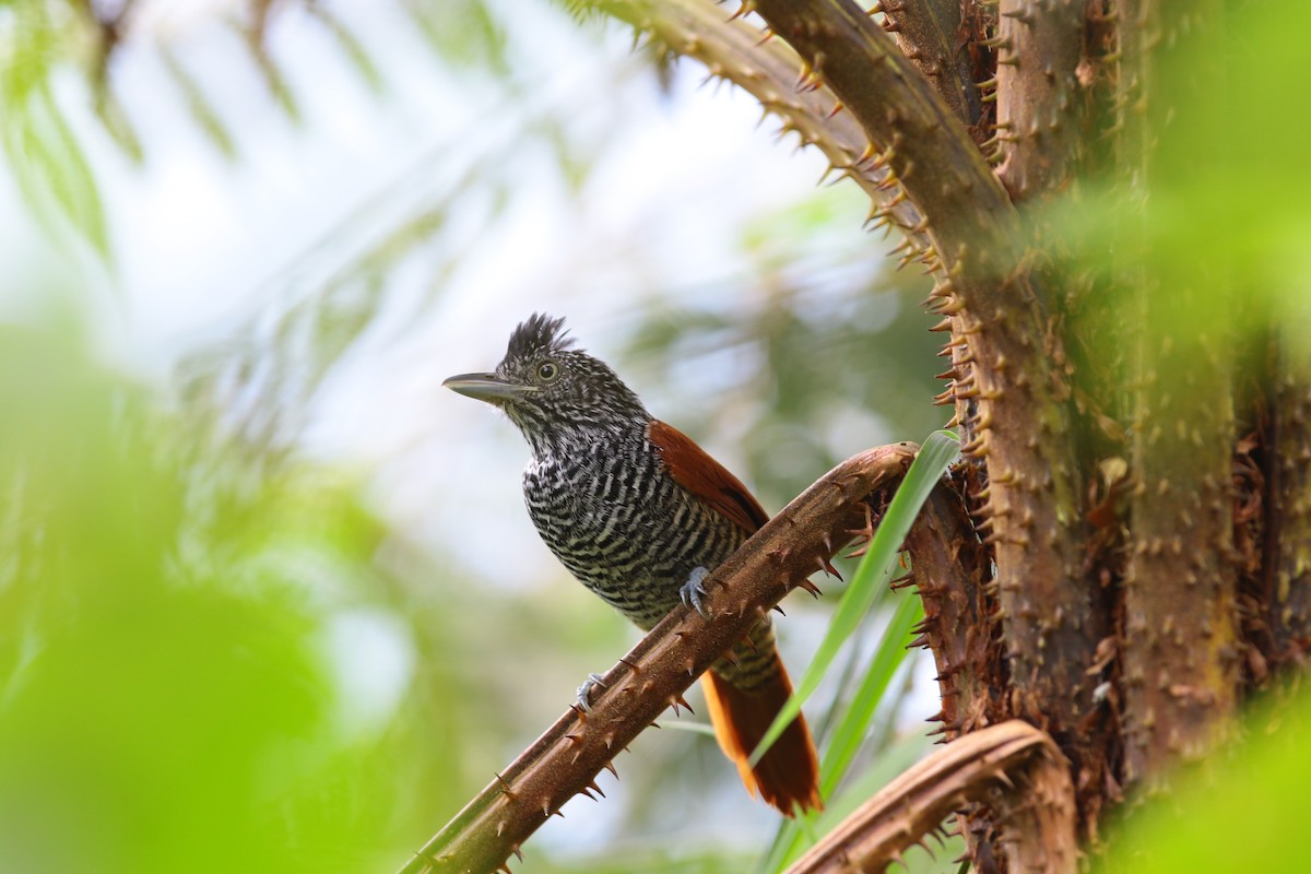 Chestnut-backed Antshrike - Anonymous