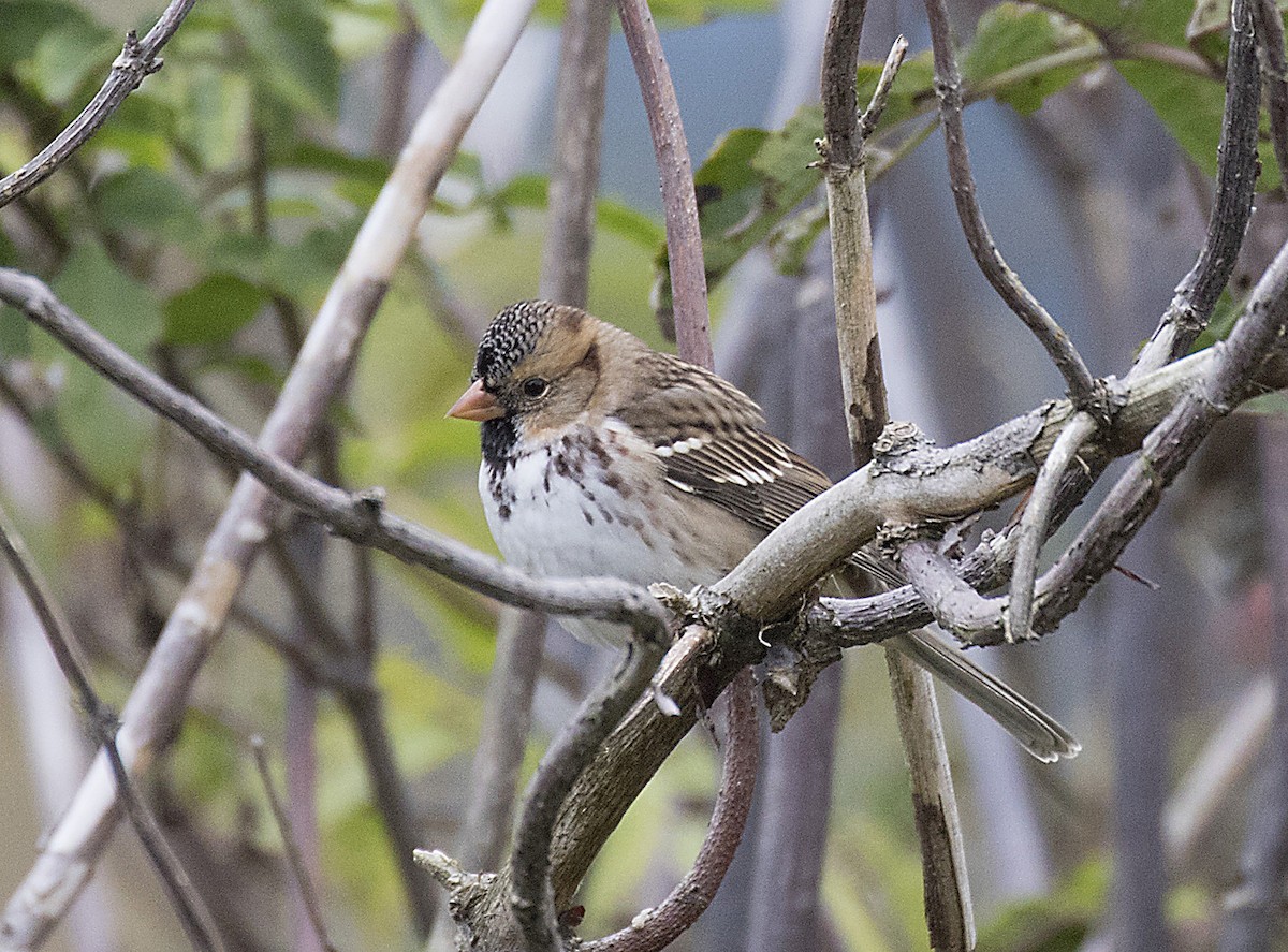 Harris's Sparrow - Peter Candido