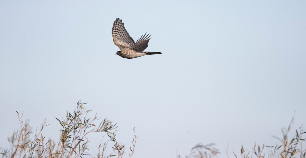 Sharp-shinned Hawk - Brandon Holden