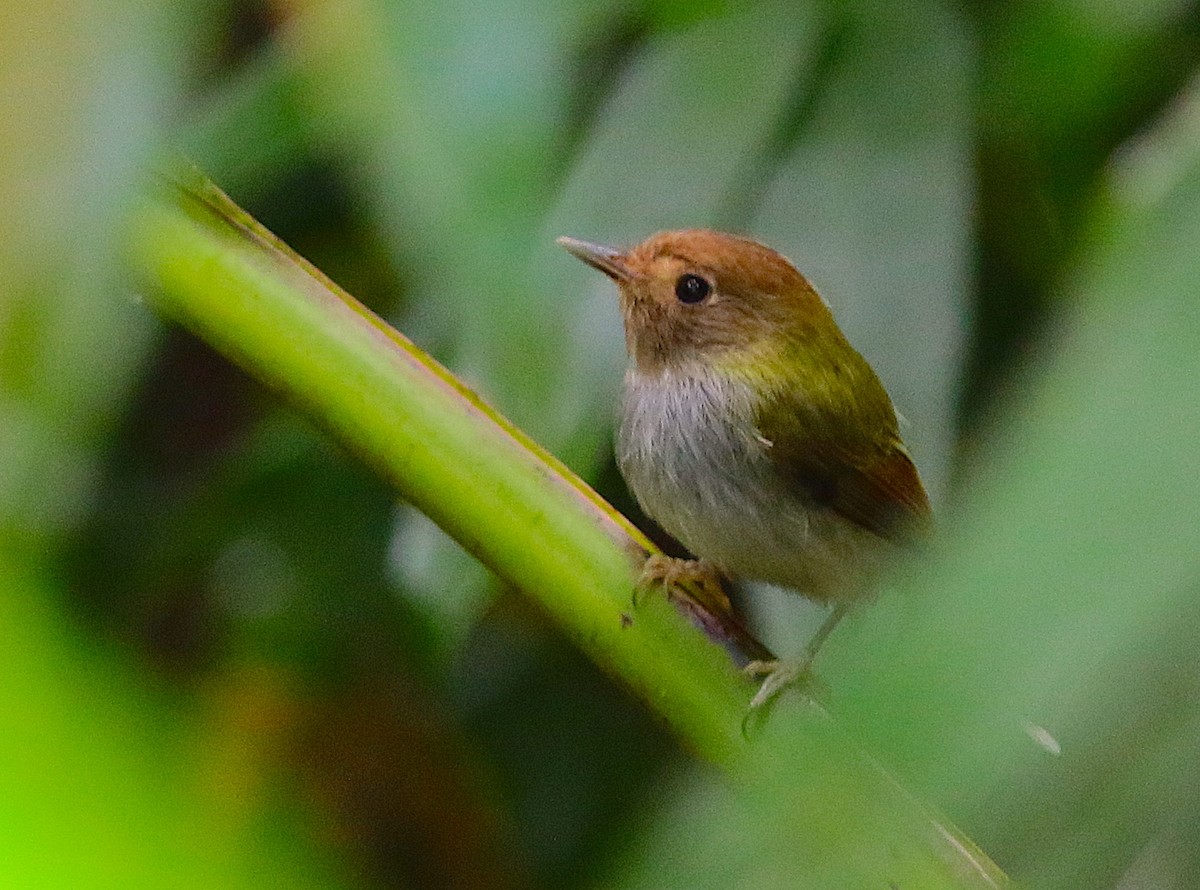 Fork-tailed Pygmy-Tyrant - ML116764431