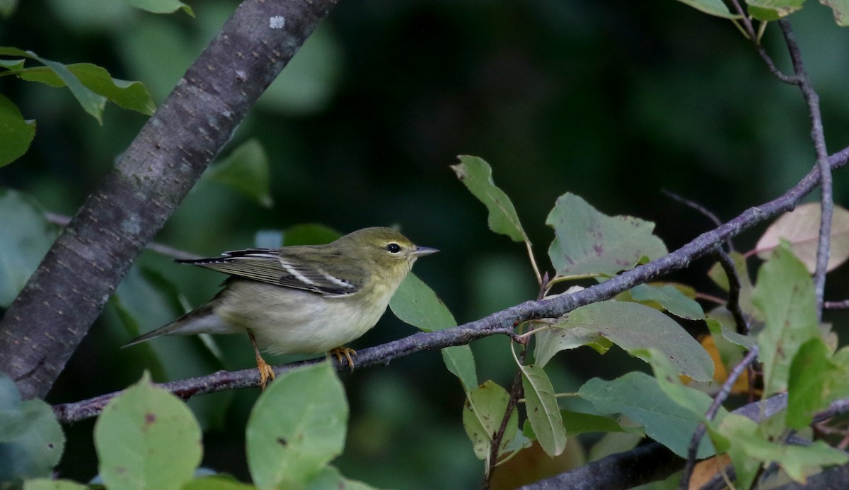 Blackpoll Warbler - Jay McGowan