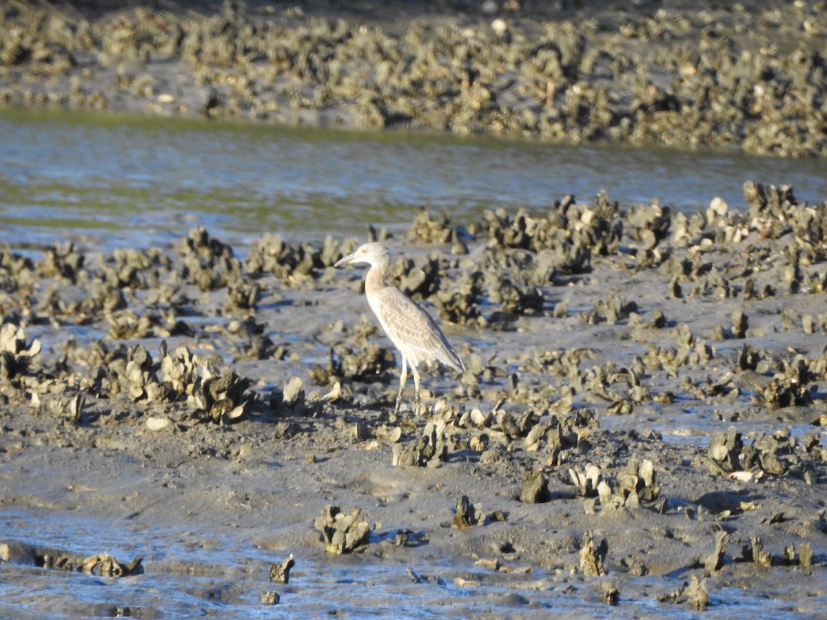 Yellow-crowned Night Heron - ML116764651