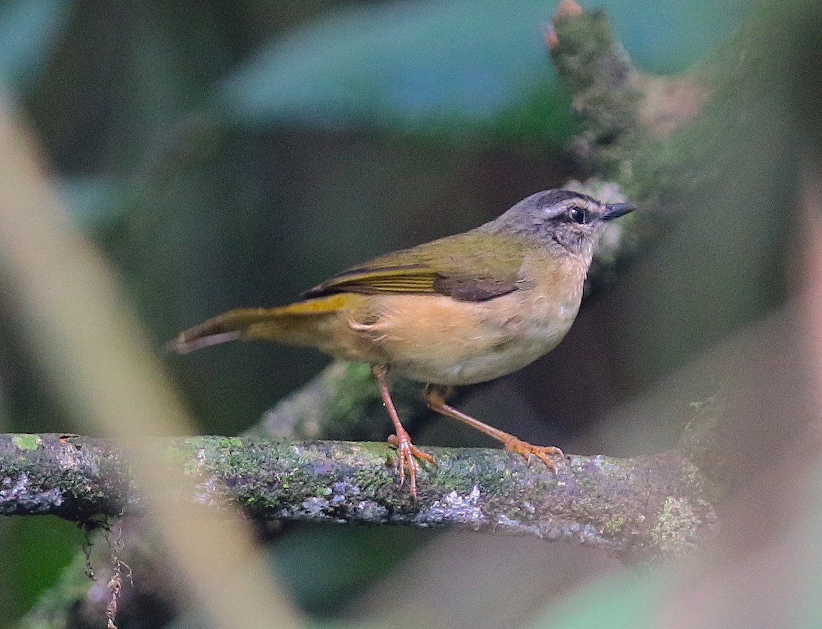 Riverbank Warbler - Anonymous