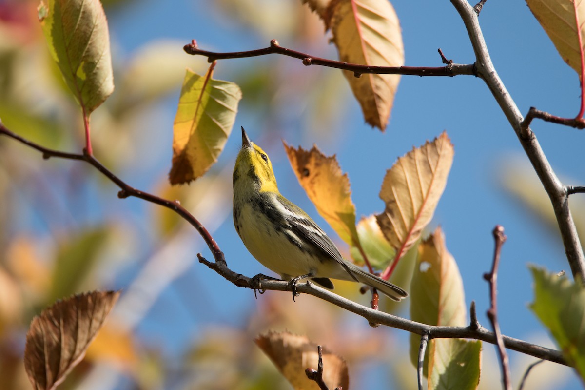 Black-throated Green Warbler - Cristina Araya