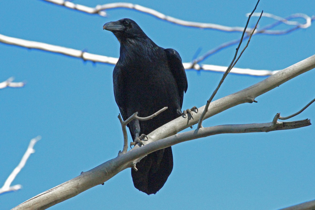 Common Raven - Robert Wheat