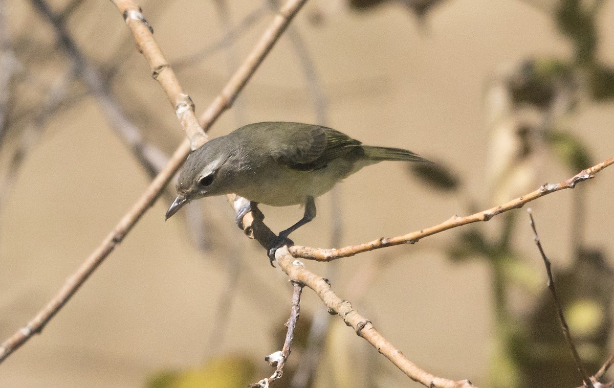 Warbling Vireo - ML116766651