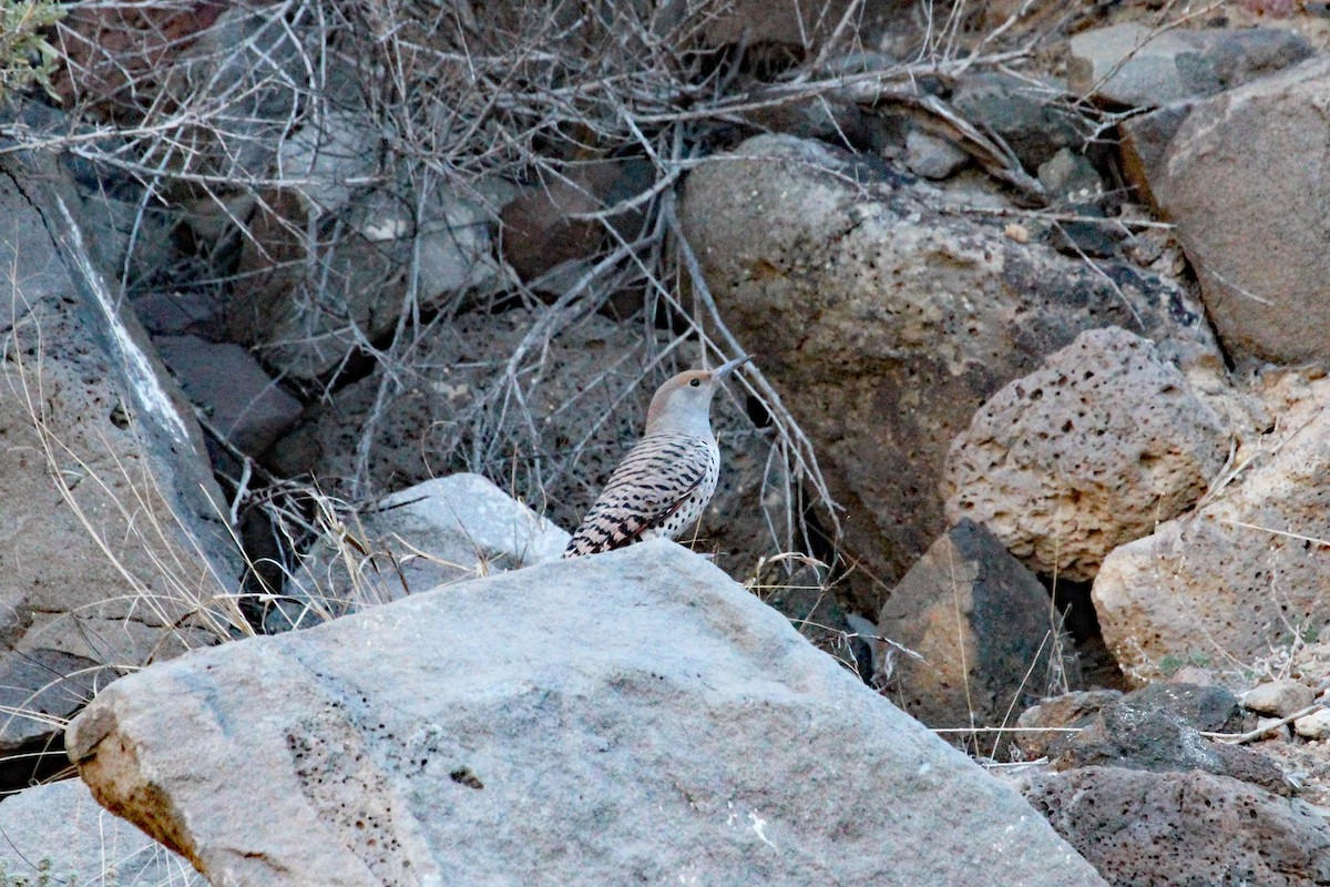 Northern Flicker (Red-shafted) - ML116768721