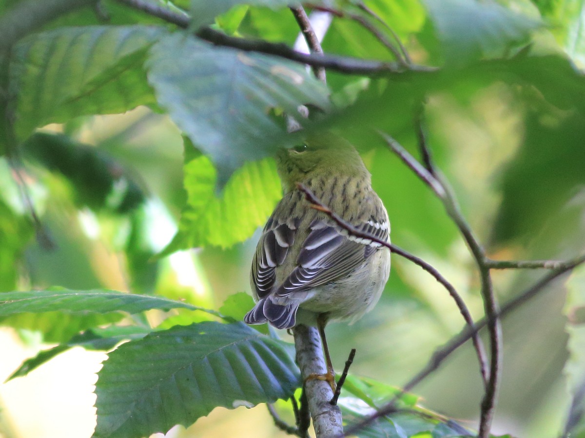Blackpoll Warbler - ML116769821
