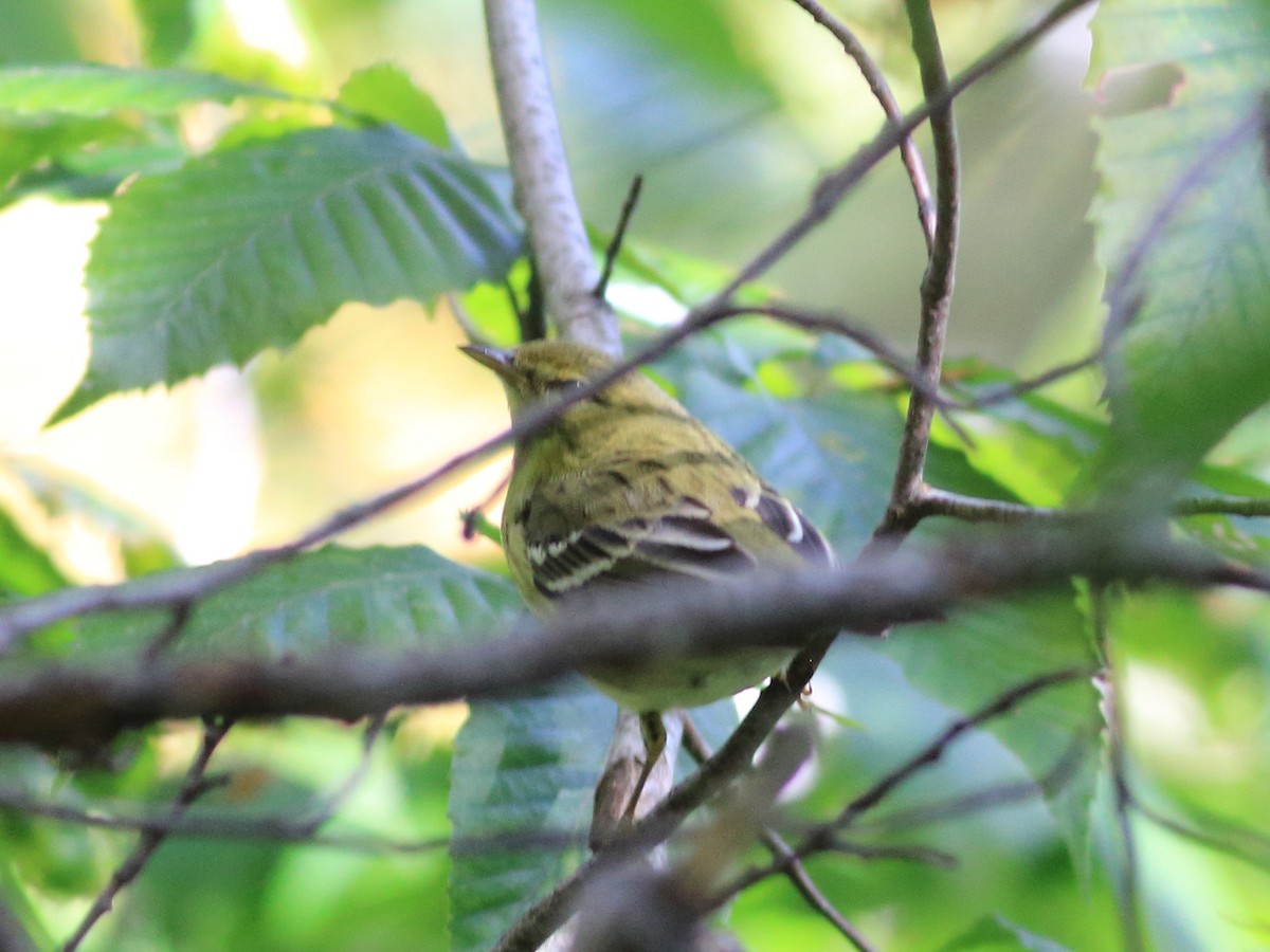 Blackpoll Warbler - ML116769831