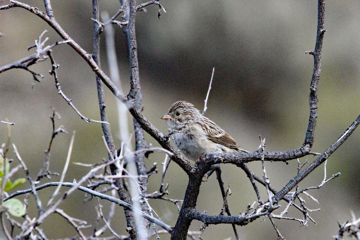 Brewer's Sparrow - ML116772651