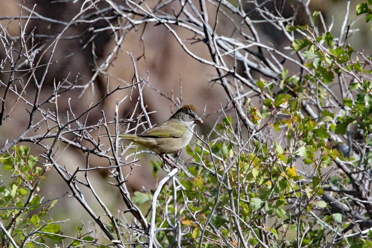 Green-tailed Towhee - ML116772891