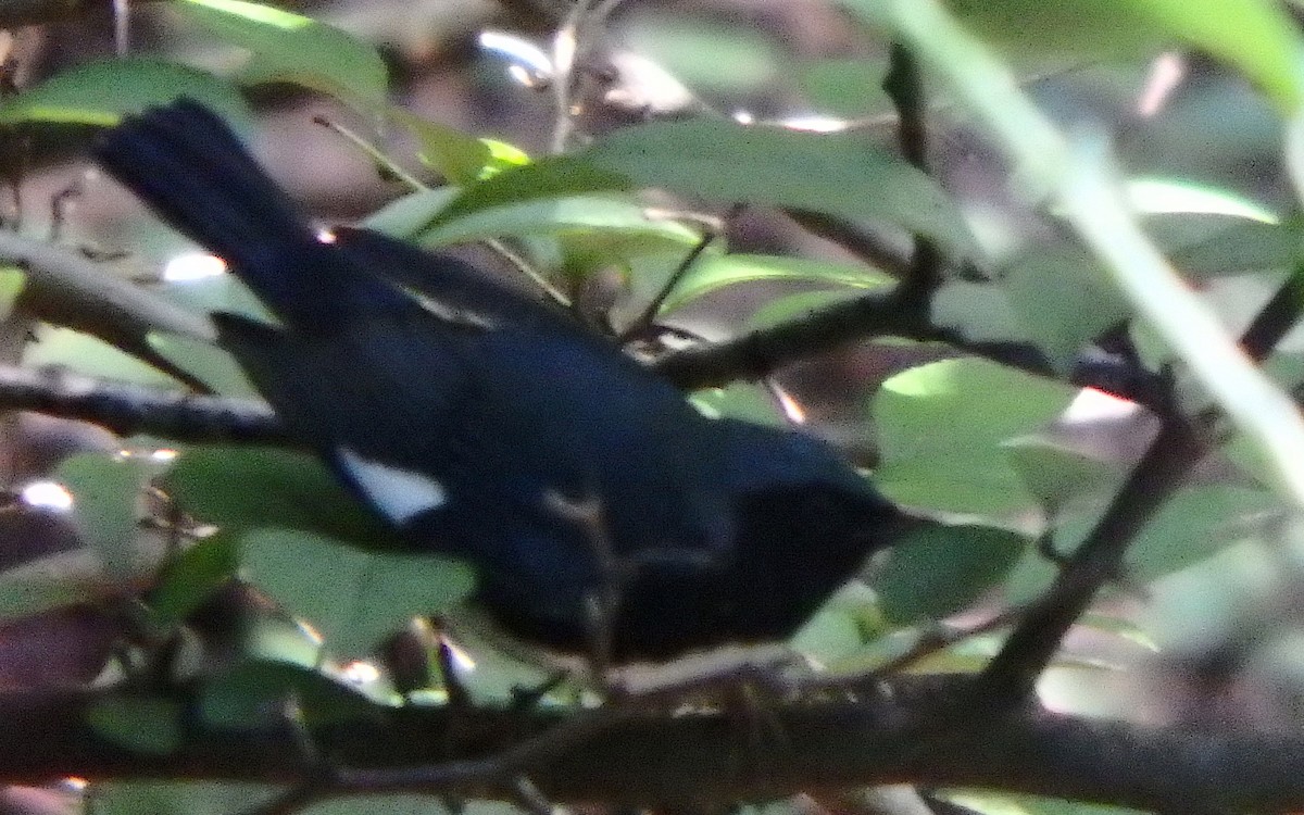 Black-throated Blue Warbler - ML116773051