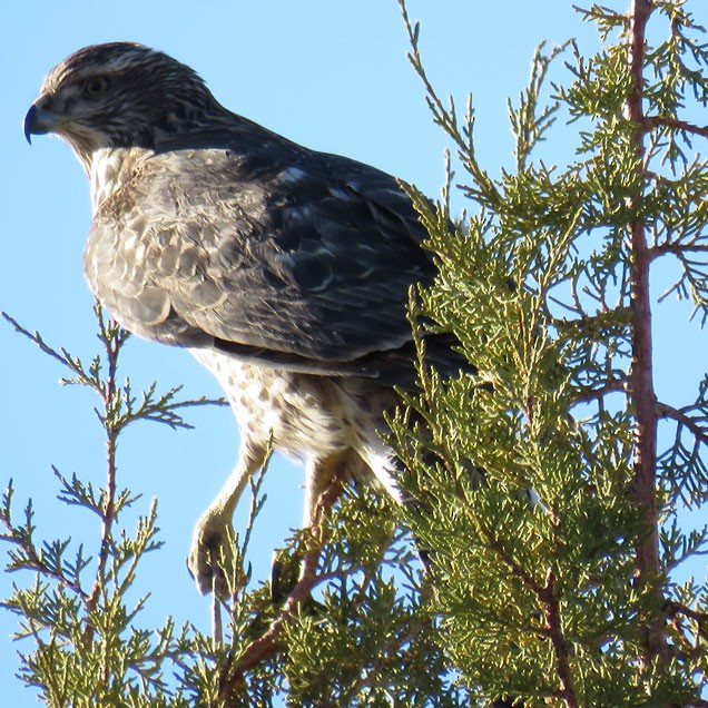 American Goshawk - ML116773121