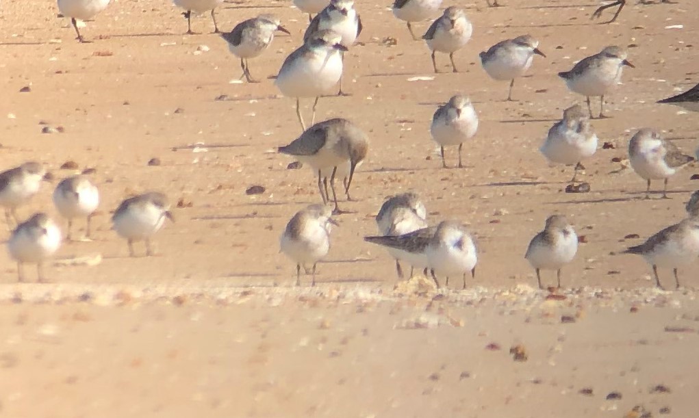 Curlew Sandpiper - ML116773871