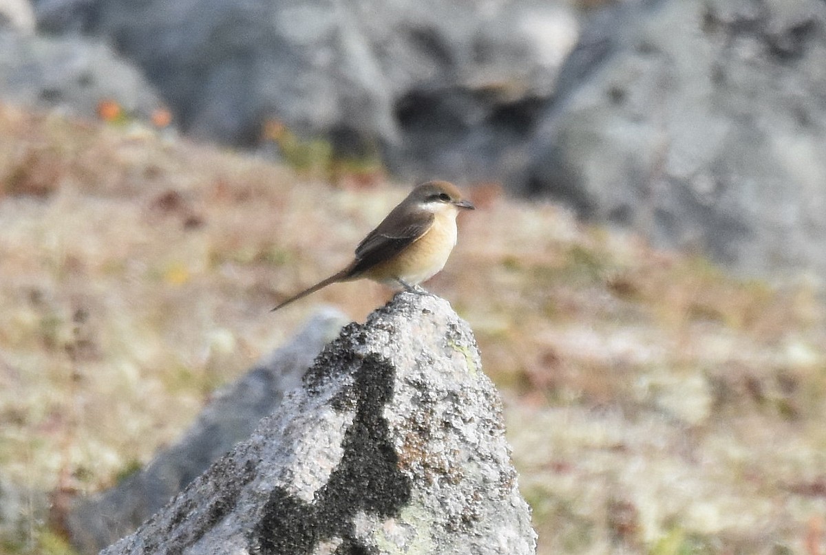 Brown Shrike - ML116773961