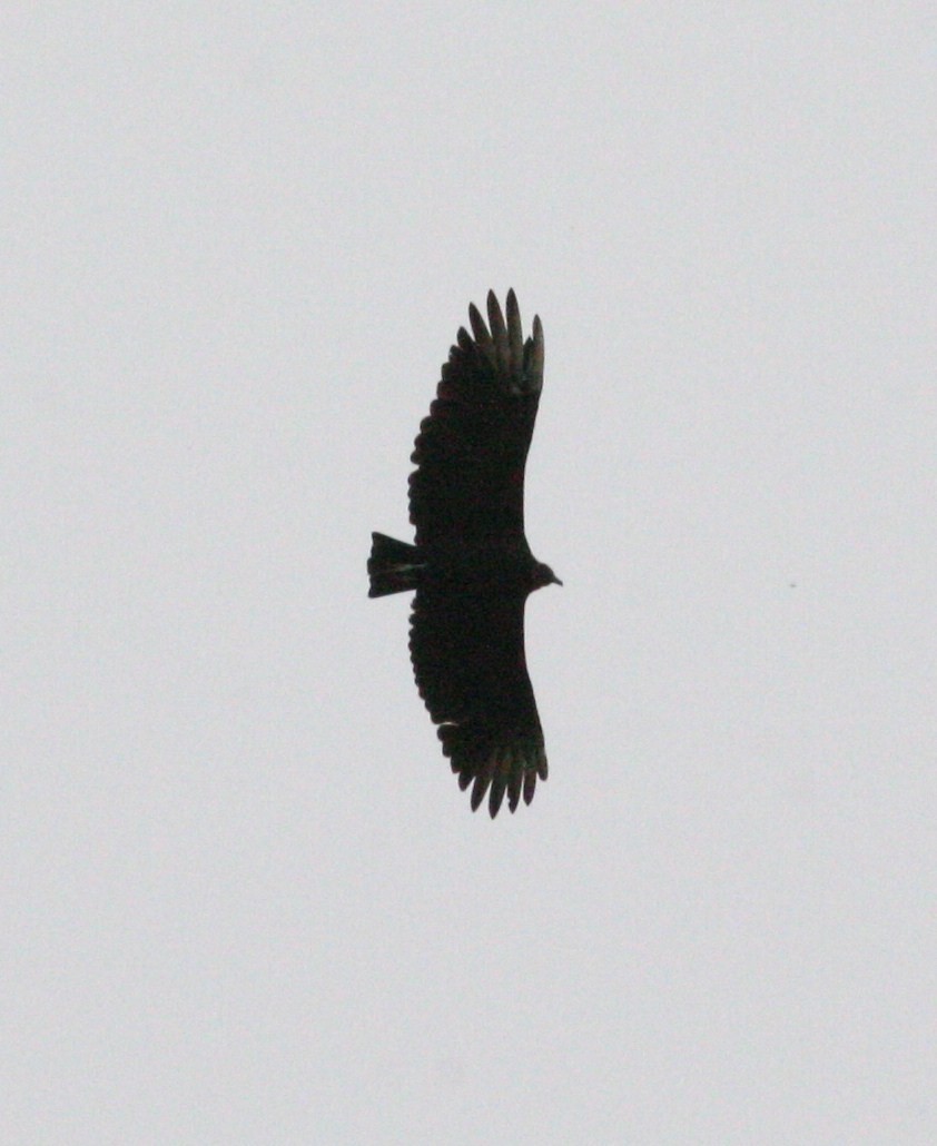 Black Vulture - ML116775981