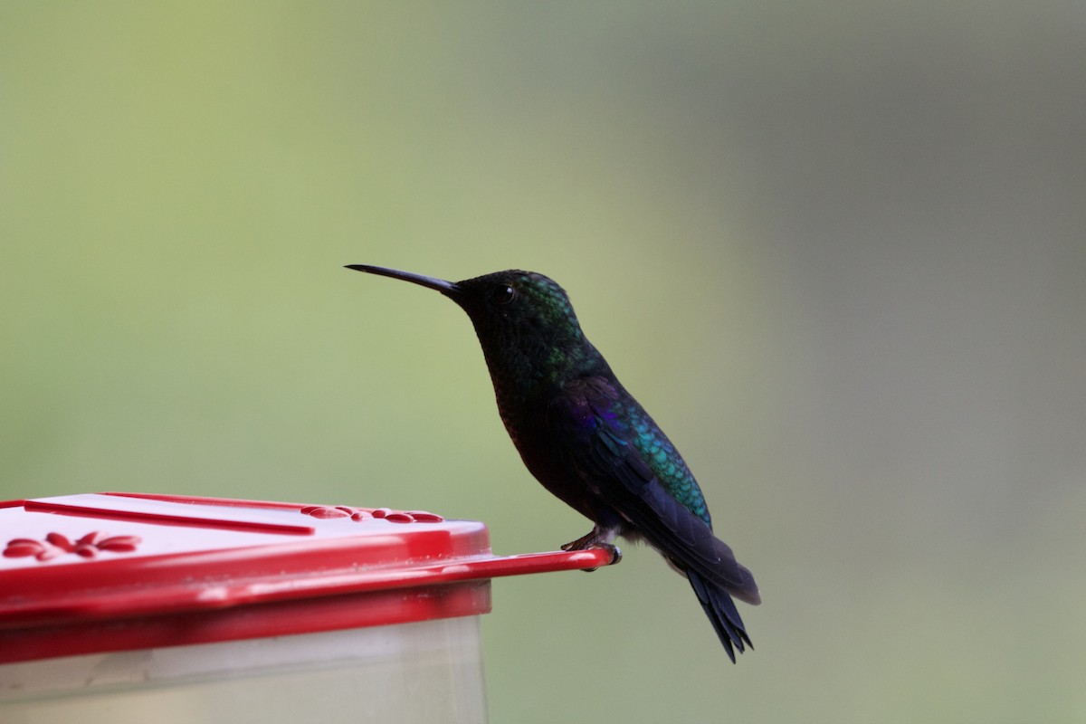 Colibri de Jardine - ML116776641