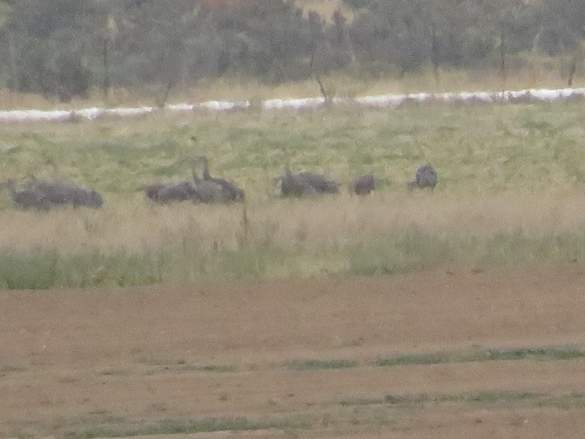 Sandhill Crane - ML116776741