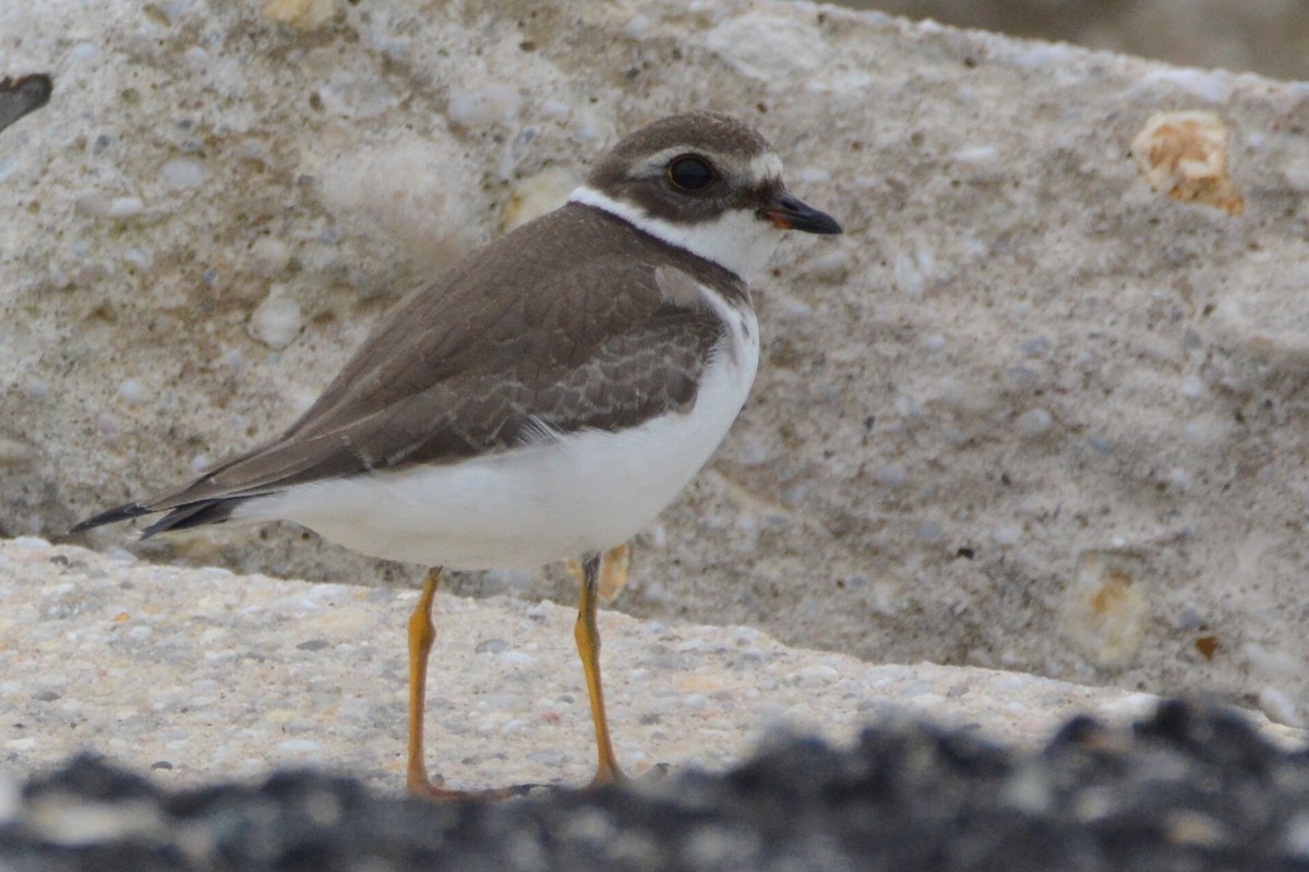 Semipalmated Plover - Andrew  Harrington