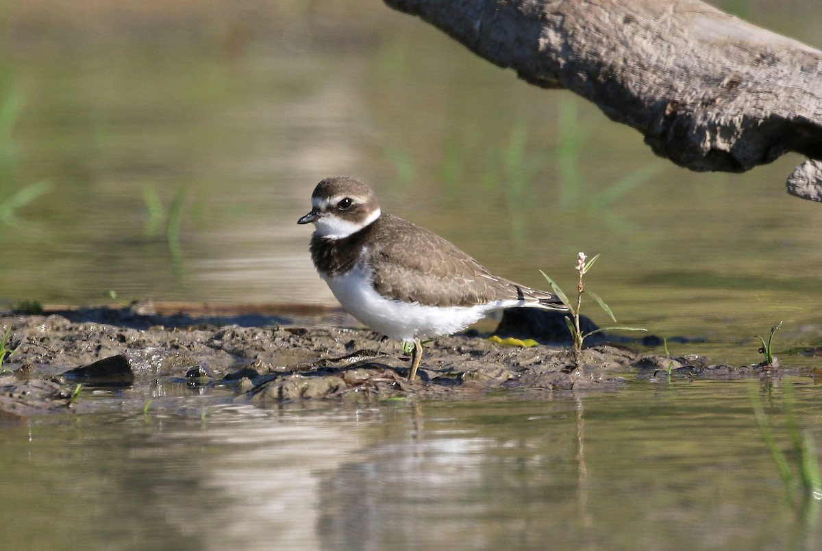 Semipalmated Plover - Gary Chapin