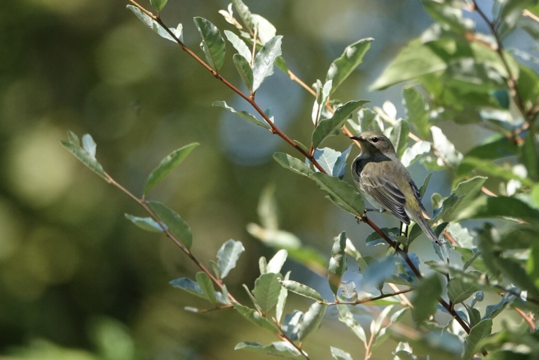 Cape May Warbler - ML116780891