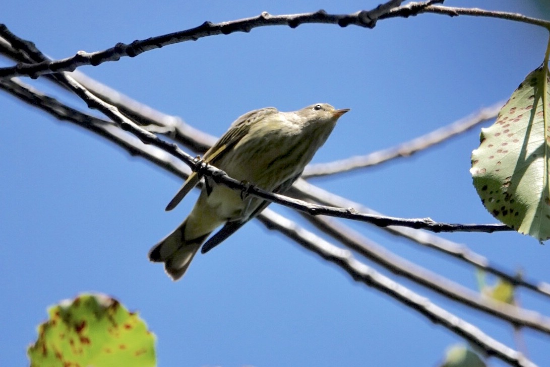 Cape May Warbler - ML116780901