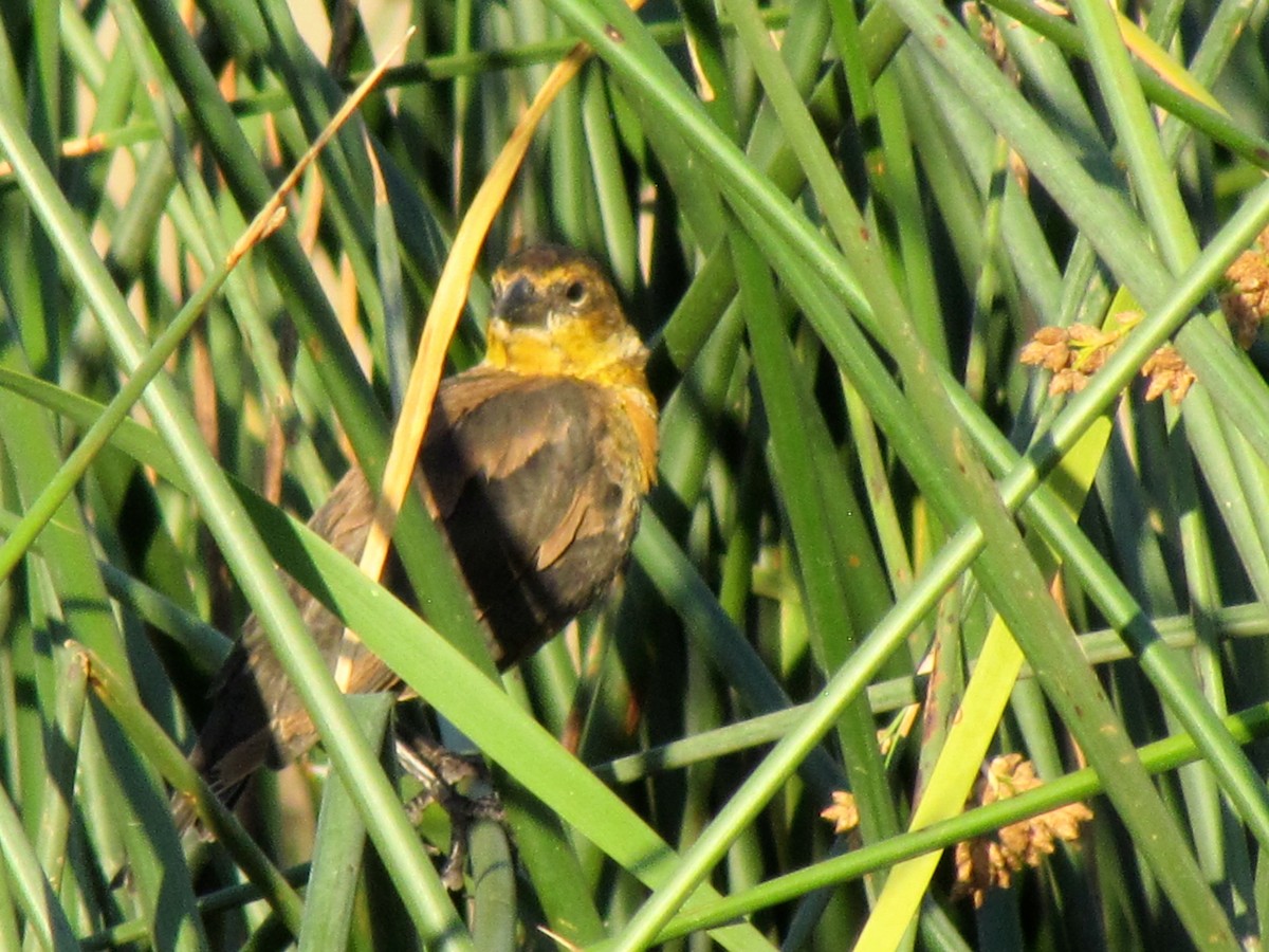 Yellow-headed Blackbird - ML116781571