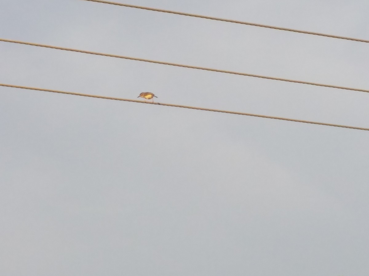 Plain Prinia - ML116783341