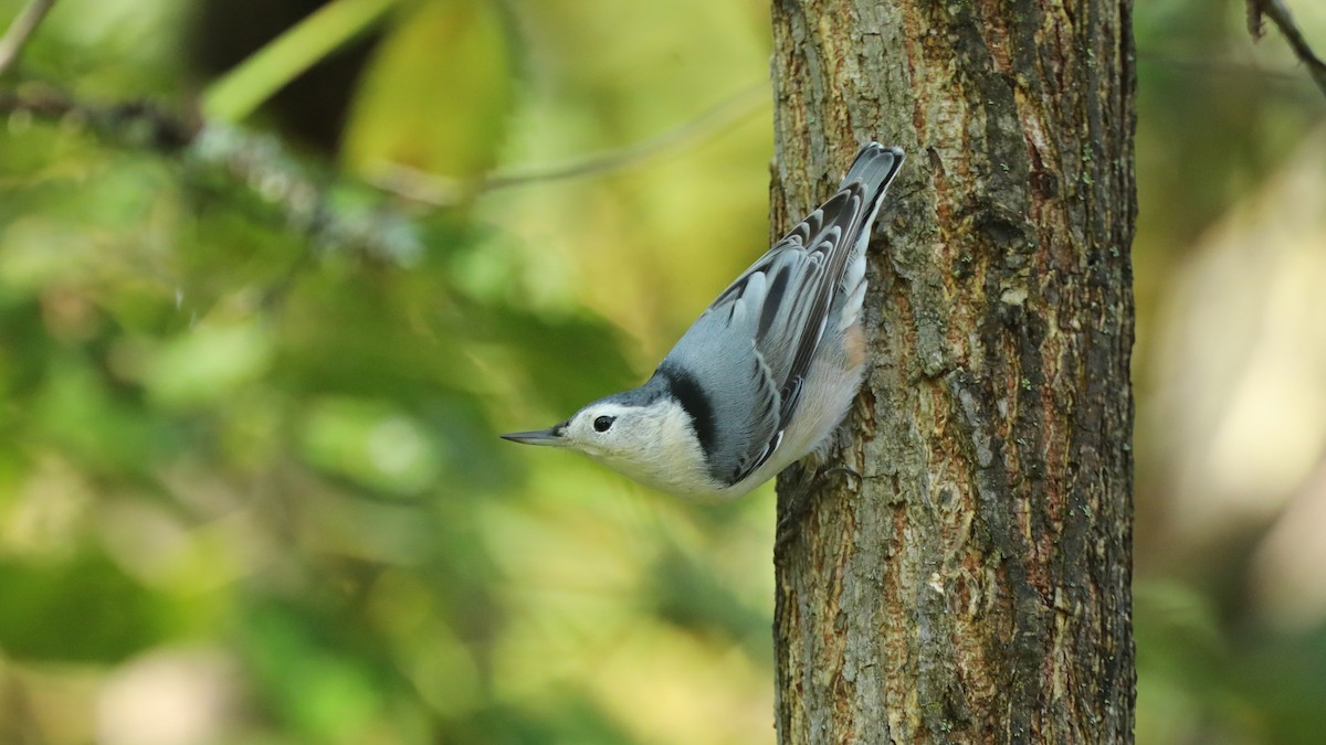 White-breasted Nuthatch - Daniel Jauvin