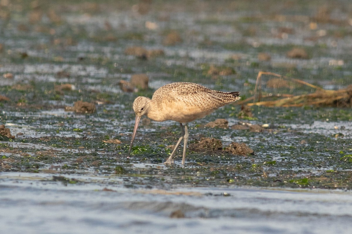 Marbled Godwit - ML116785331