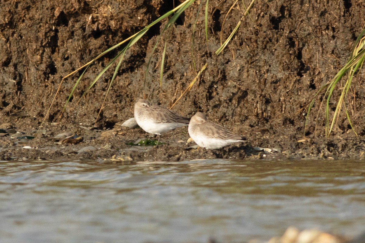 Dunlin - ML116786241