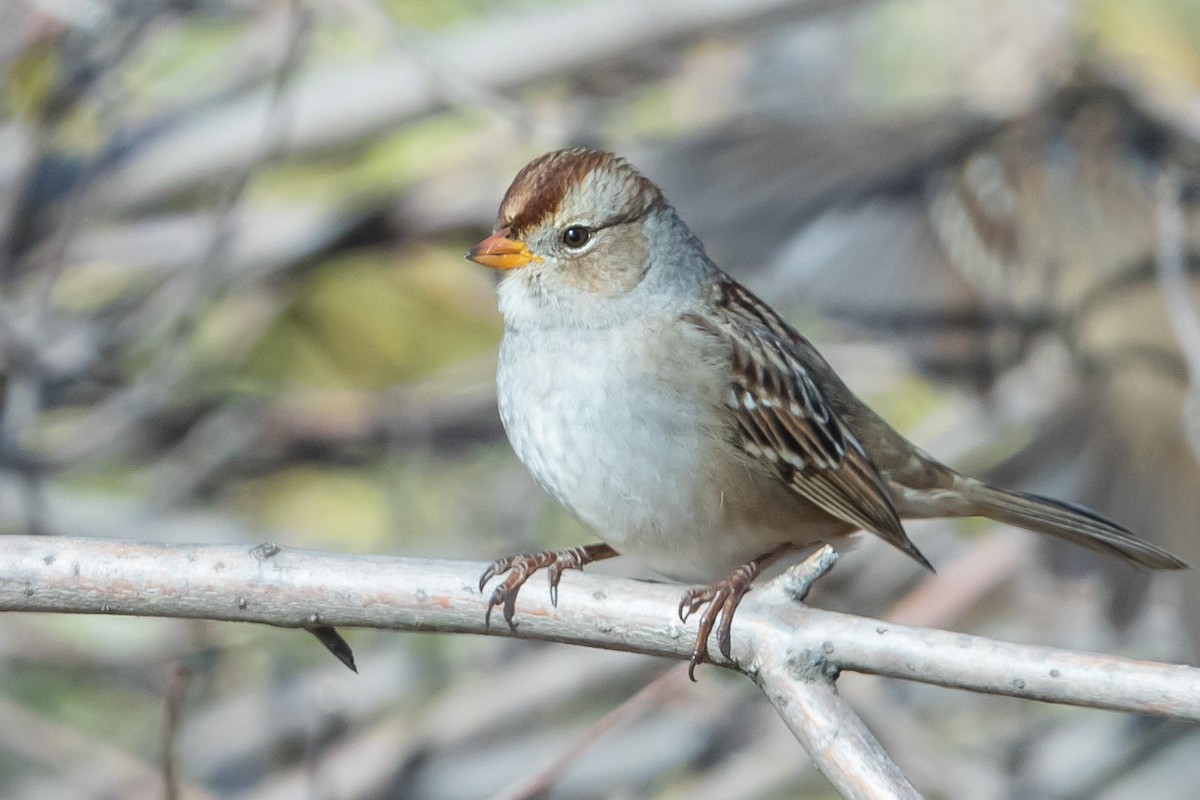 White-crowned Sparrow - ML116786331