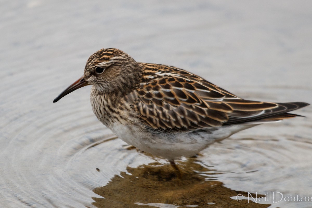 Pectoral Sandpiper - Ethan Denton