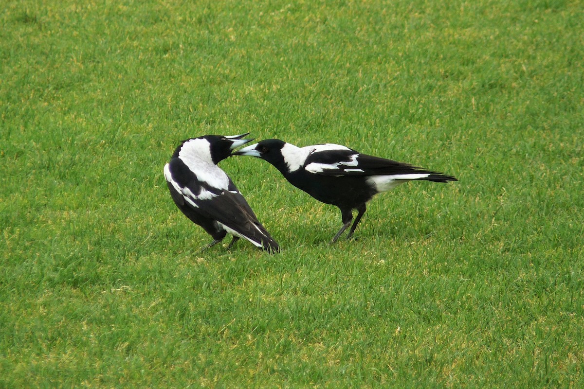 Australian Magpie - Peter D