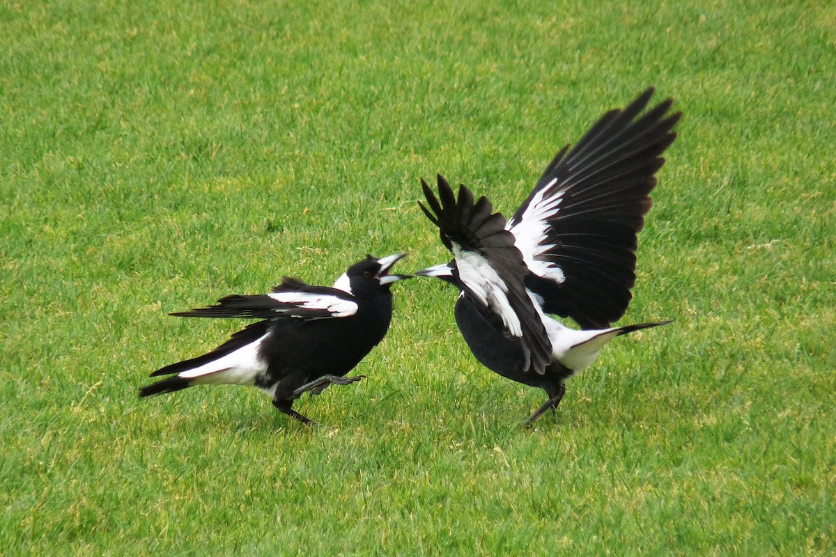 Australian Magpie - Peter D