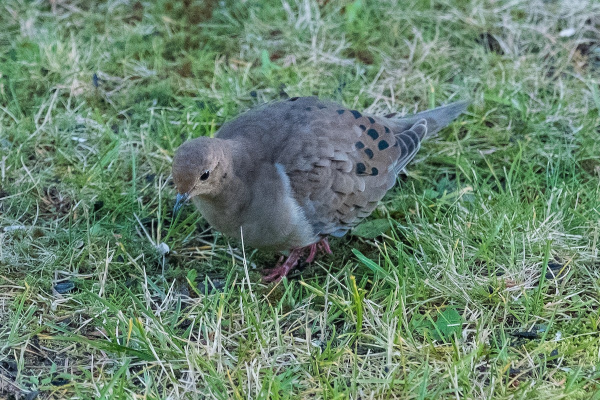 Mourning Dove - ML116792421