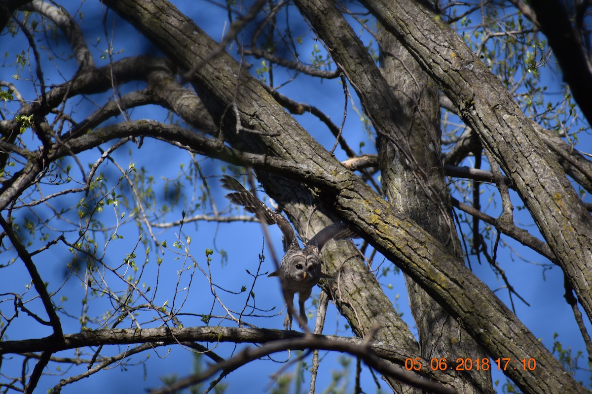 Barred Owl - Gustav Holtz