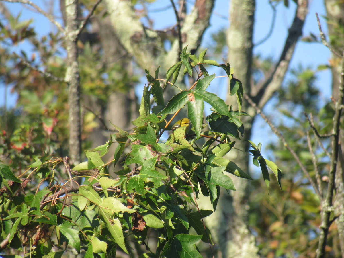 Pine Warbler - John Coyle