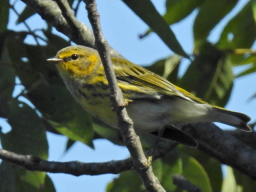 Cape May Warbler - Jeffrey Roemer