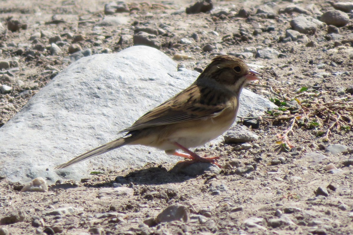 Clay-colored Sparrow - ML116793421
