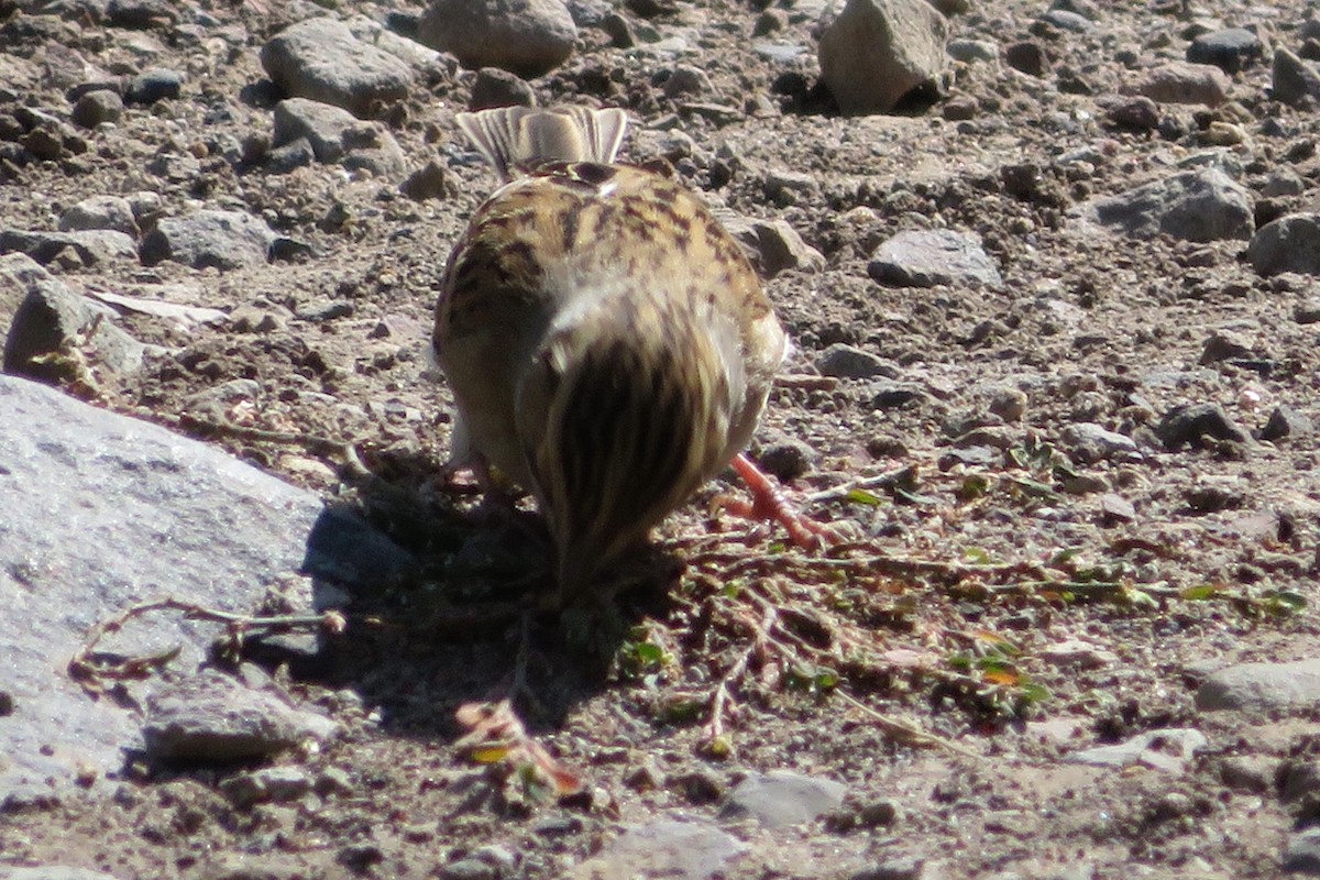 Clay-colored Sparrow - ML116793431