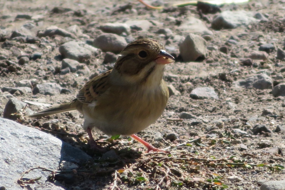Clay-colored Sparrow - ML116793501