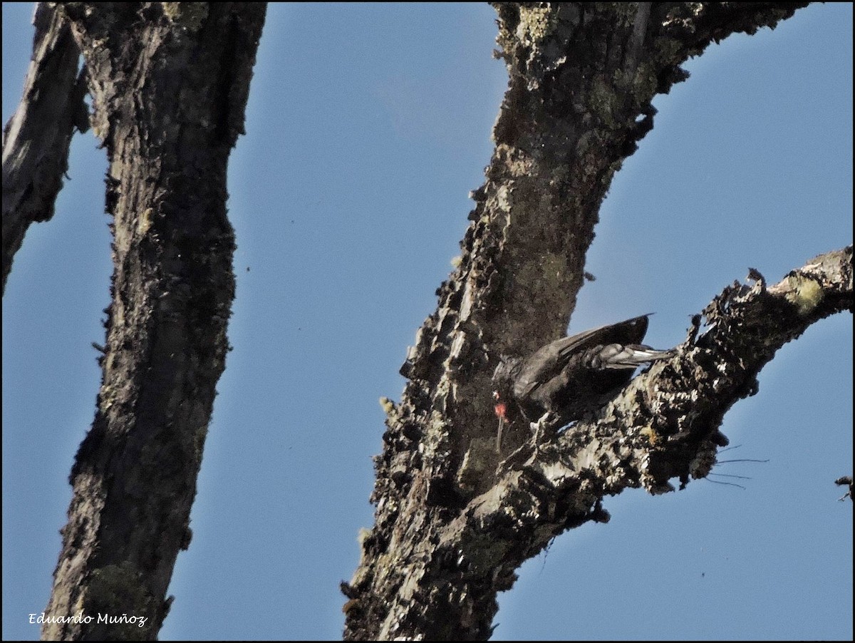 Magellanic Woodpecker - ML116793661