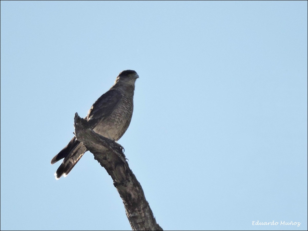 Chimango Caracara - ML116793811