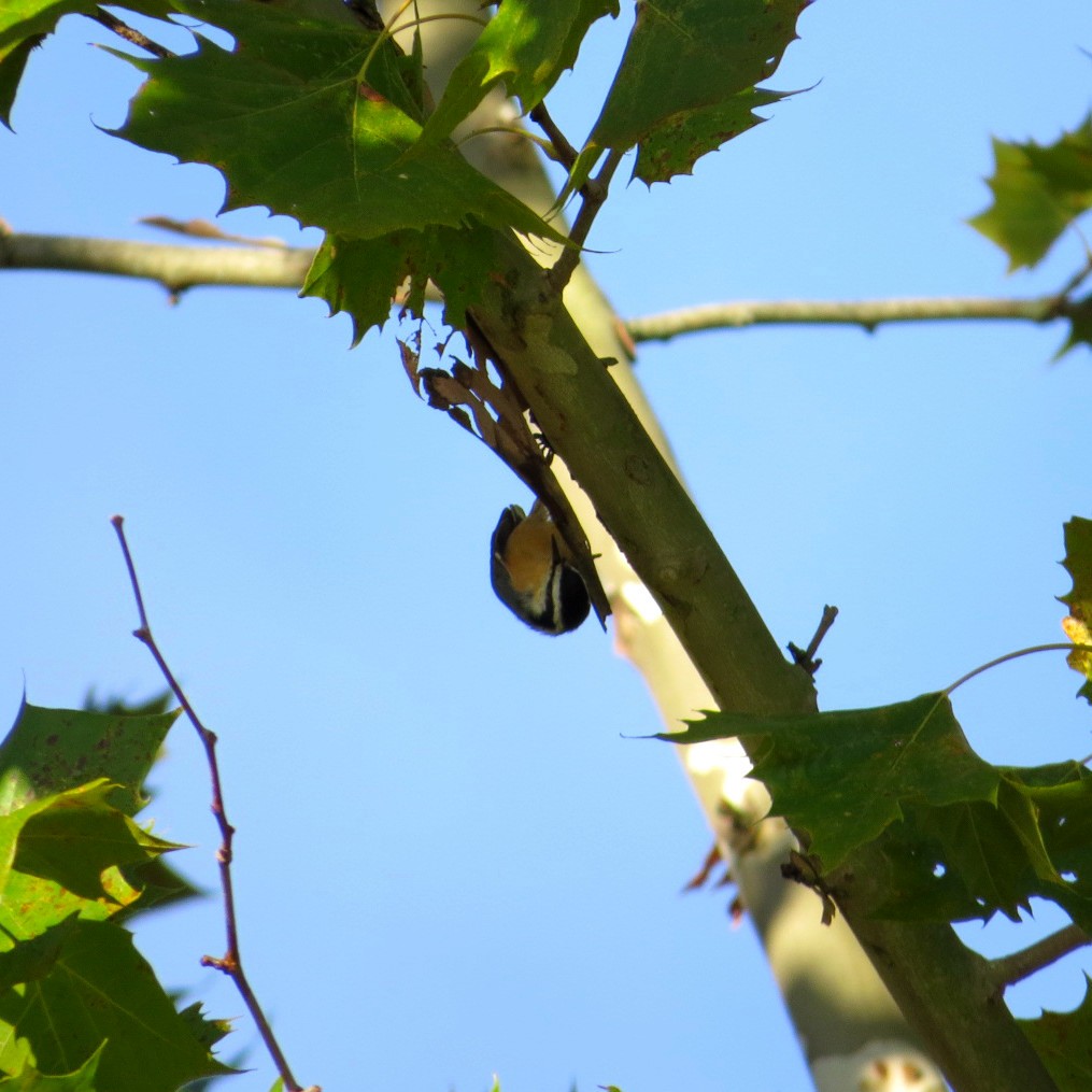 Red-breasted Nuthatch - ML116795501