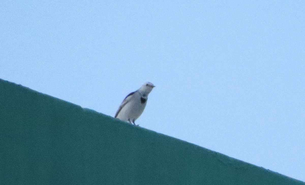 White Wagtail - undefined