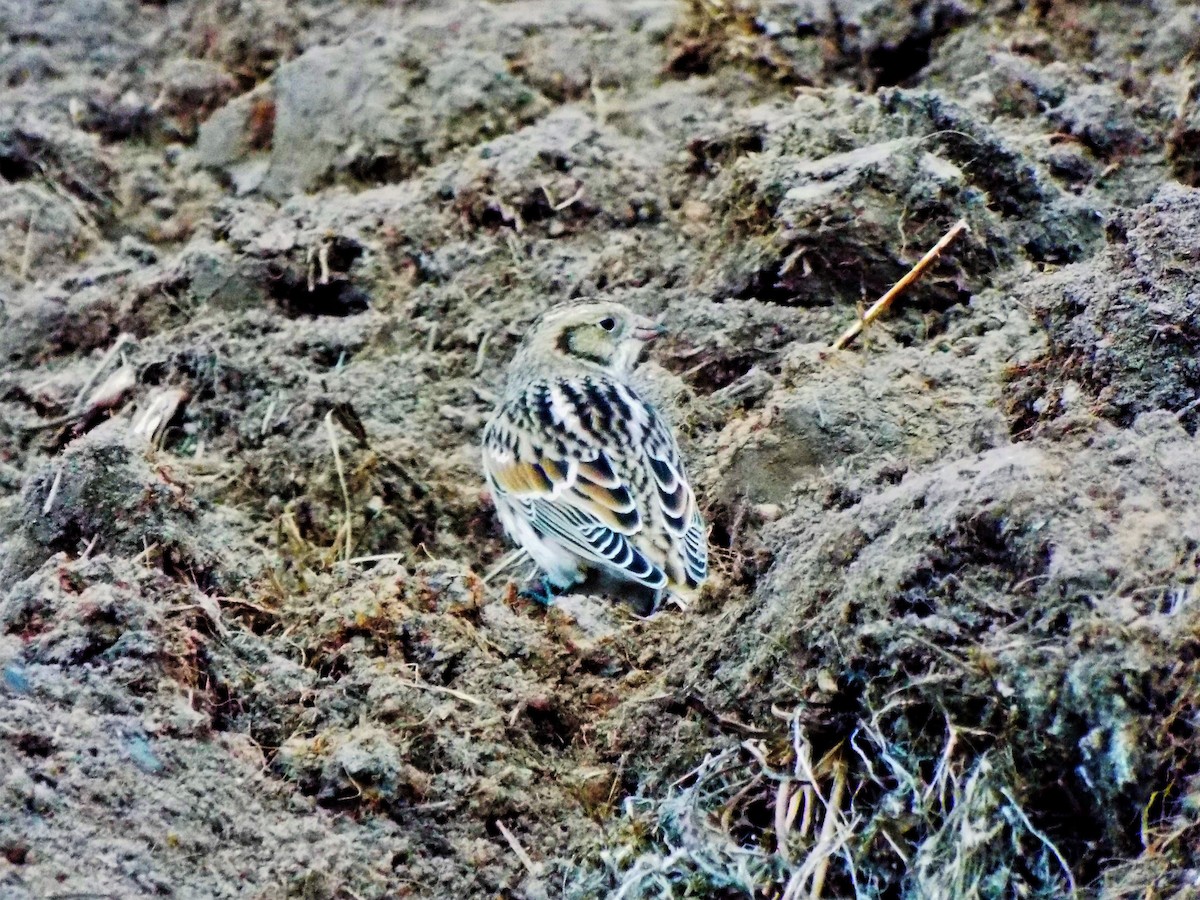 Lapland Longspur - ML116796481