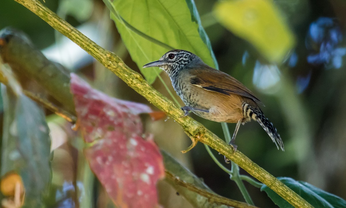 Speckle-breasted Wren (Colombian) - ML116797251