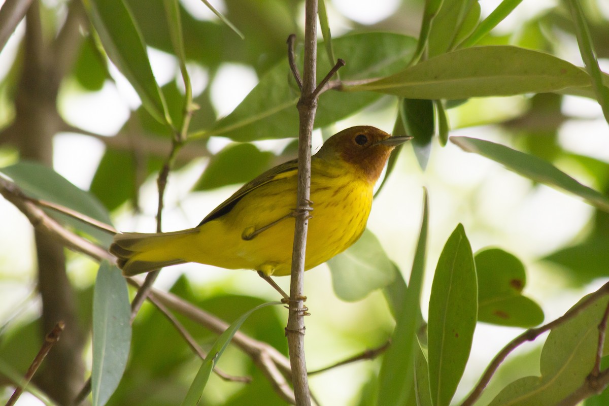 Yellow Warbler (Mangrove) - ML116797751