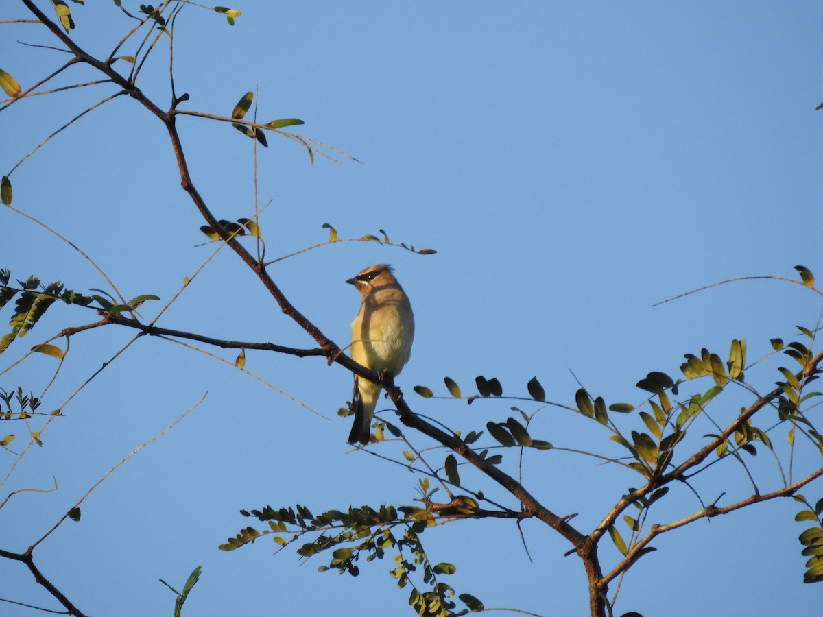 Cedar Waxwing - Bill Stanley